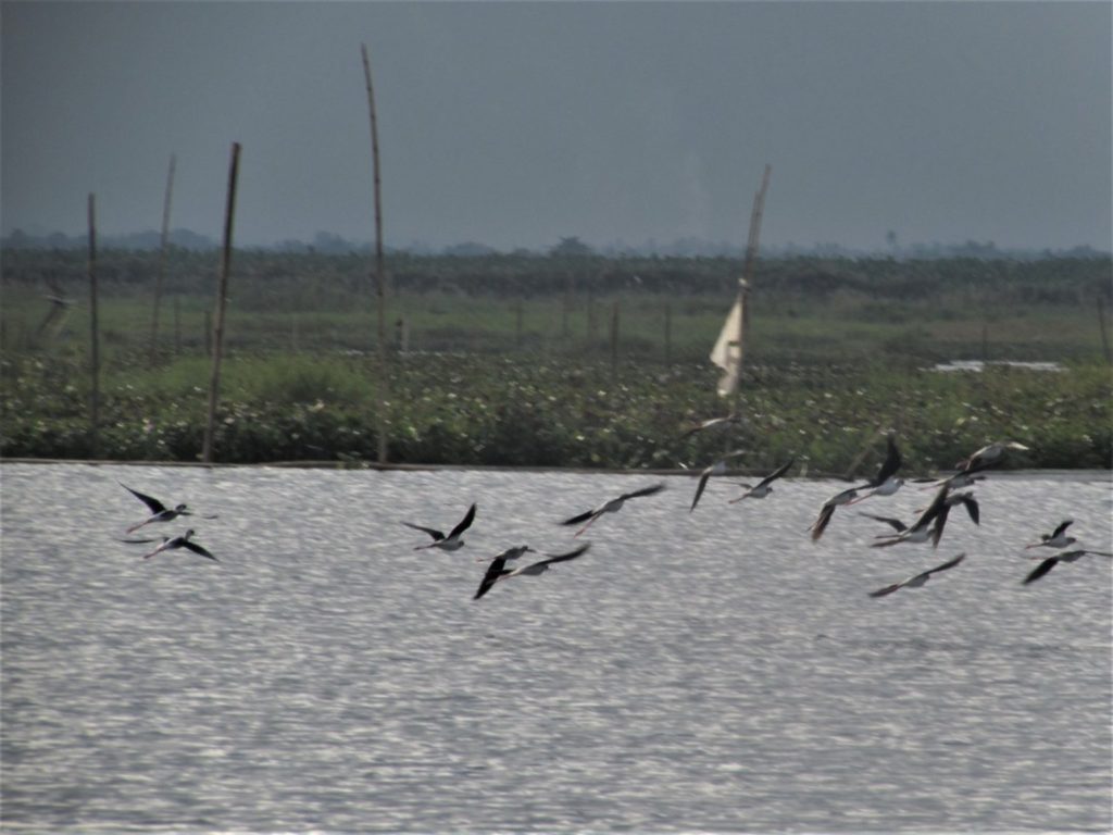 Climate change blamed for dwindling number of waterbirds on Maguindanao lake