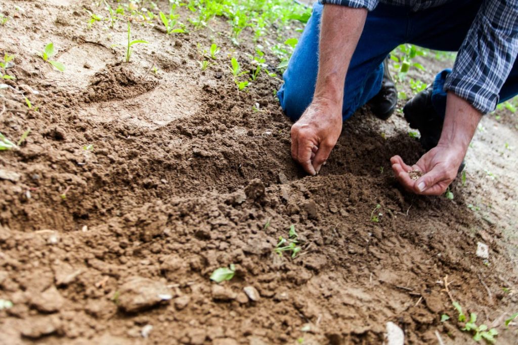 International group aims to plant one trillion trees starting on Earth Day