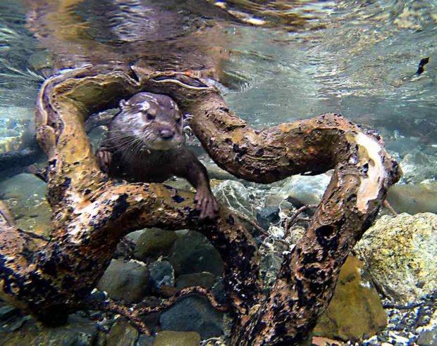 No otter love: Palawan’s cute but overlooked residents