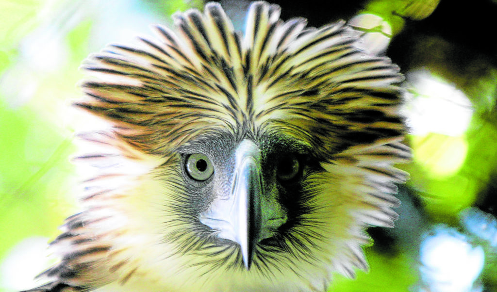 Family of Philippine eagles found in Zamboanga Peninsula