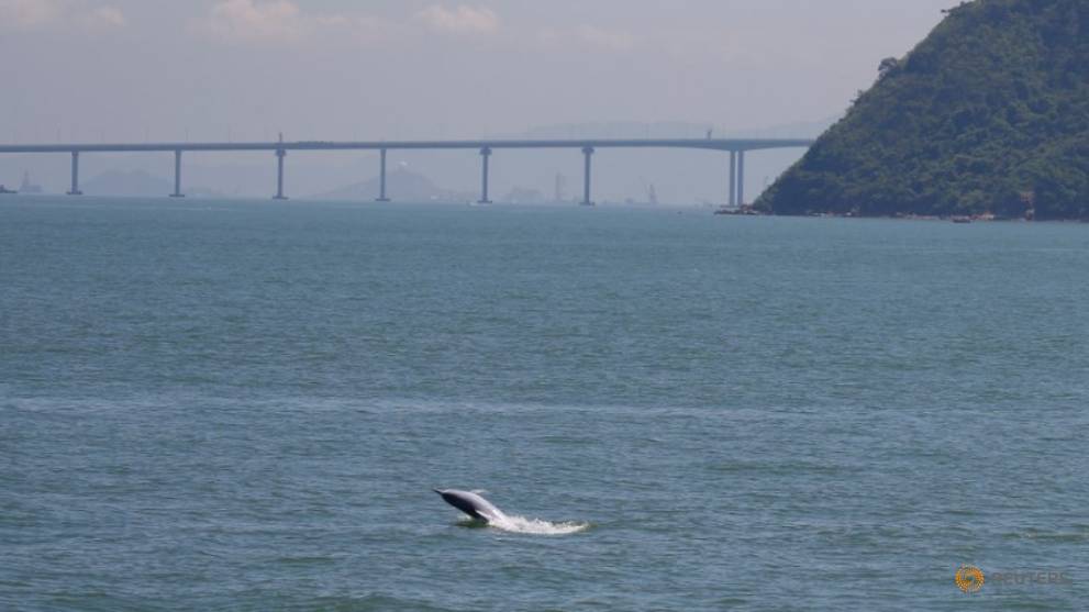 Rare dolphins return to Hong Kong as coronavirus halts ferry traffic