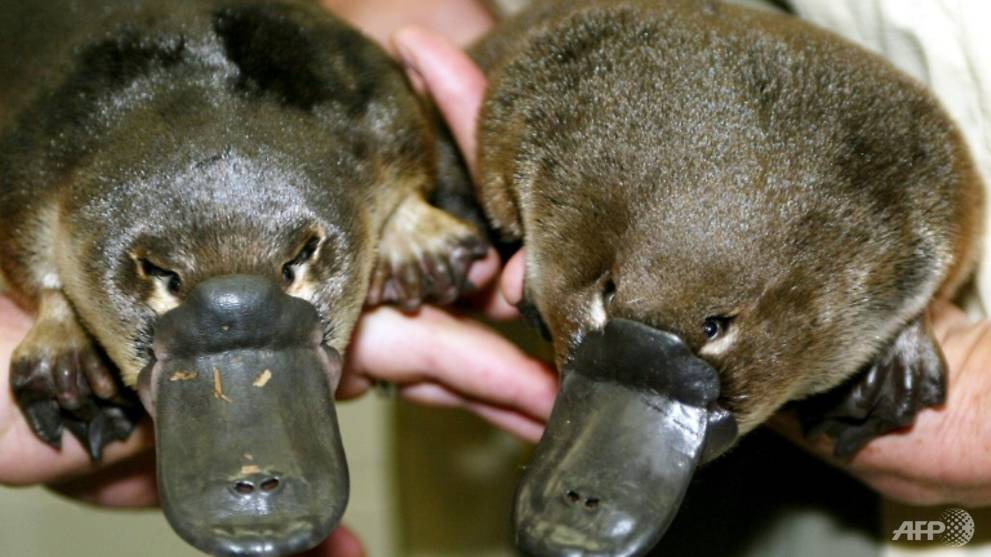Climate change pushing Australia's platypus towards extinction: Researchers