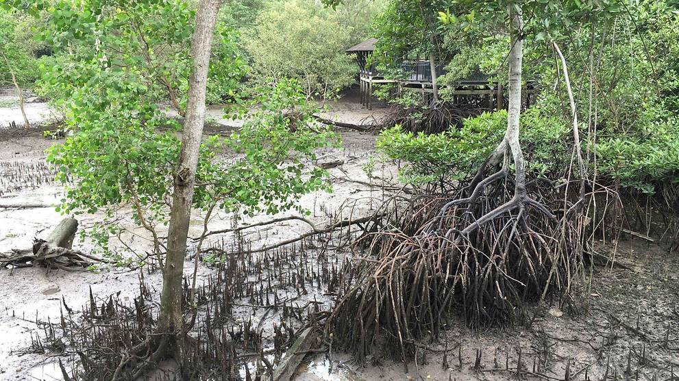 How Singapore's mangroves can contribute in the battle against climate change