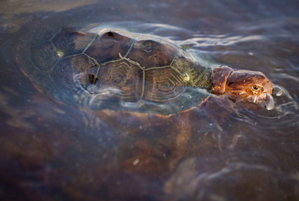 Wildlife group says gulf oil spill still affecting wildlife