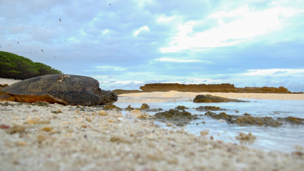 Climate change threatens Rose Atoll National Wildlife Refuge