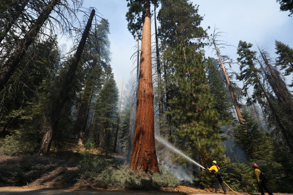 California's giant sequoias are pillars of living history. Climate change may kill them