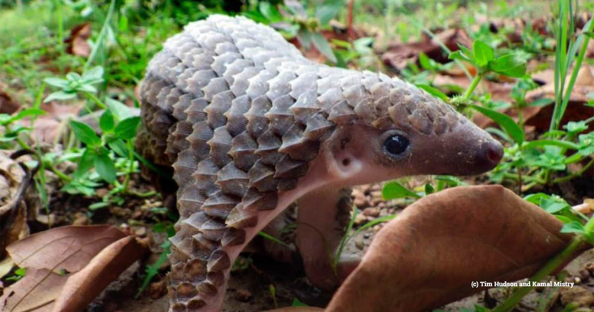 China’s widely publicised new pangolin protections might not mean a total ban on use of the species