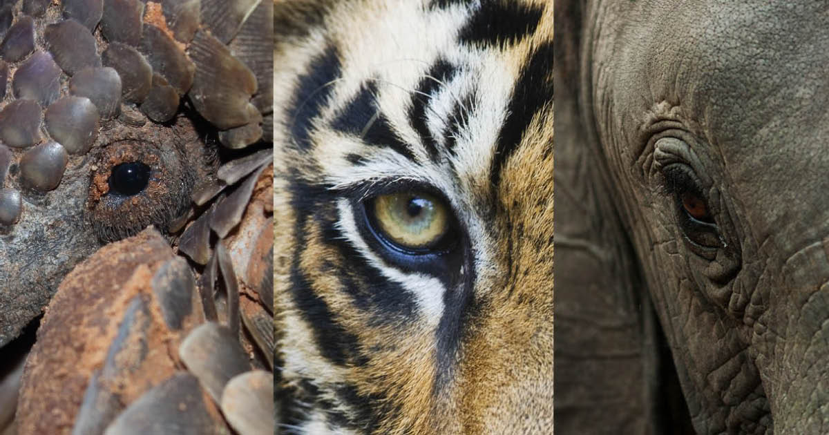 New UN report on illegal wildlife trade is welcome but some findings could mislead