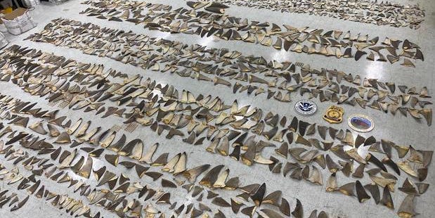1,400 pounds of shark fins worth about $1 million have been seized in a Miami port