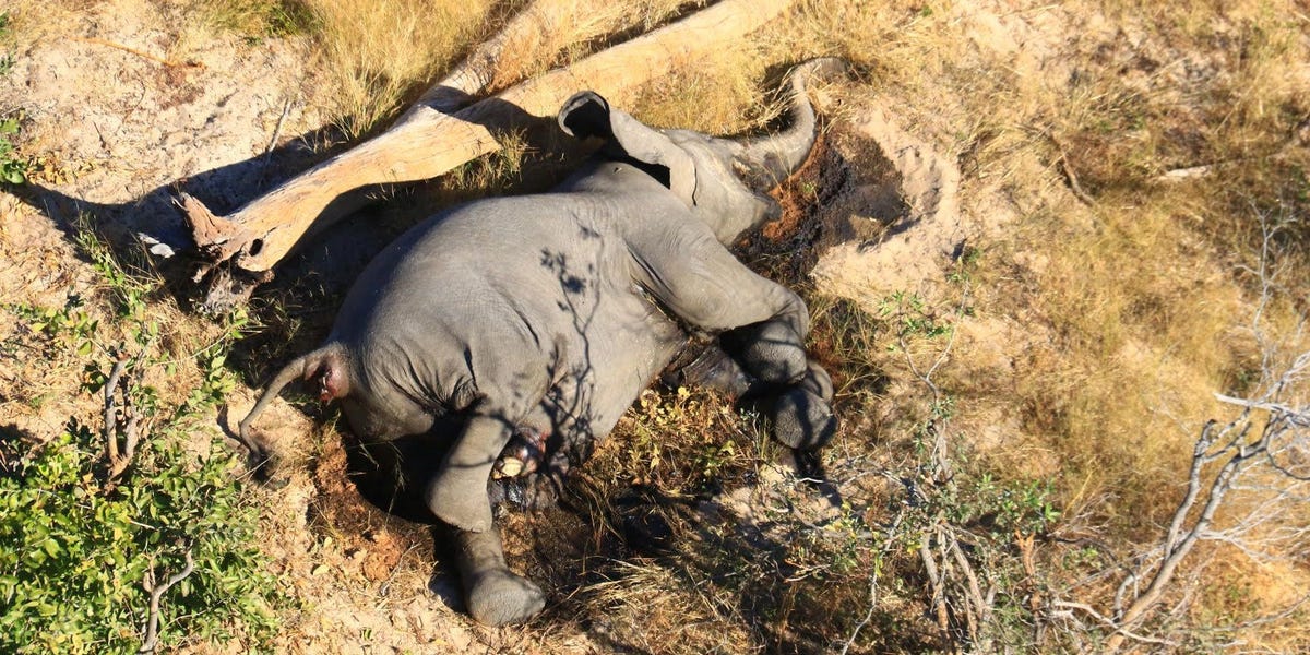 Researchers figured out why hundreds of elephants dropped dead in Botswana this year: Their water was poisoned by algae
