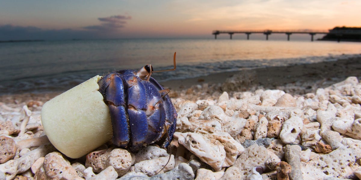 Researchers found that plastic pollutants in the ocean may be 'exciting' hermit crabs, which could lead to disrupted marine food webs