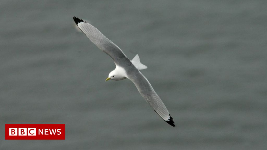 Bird charity warns of harm from new wind farm