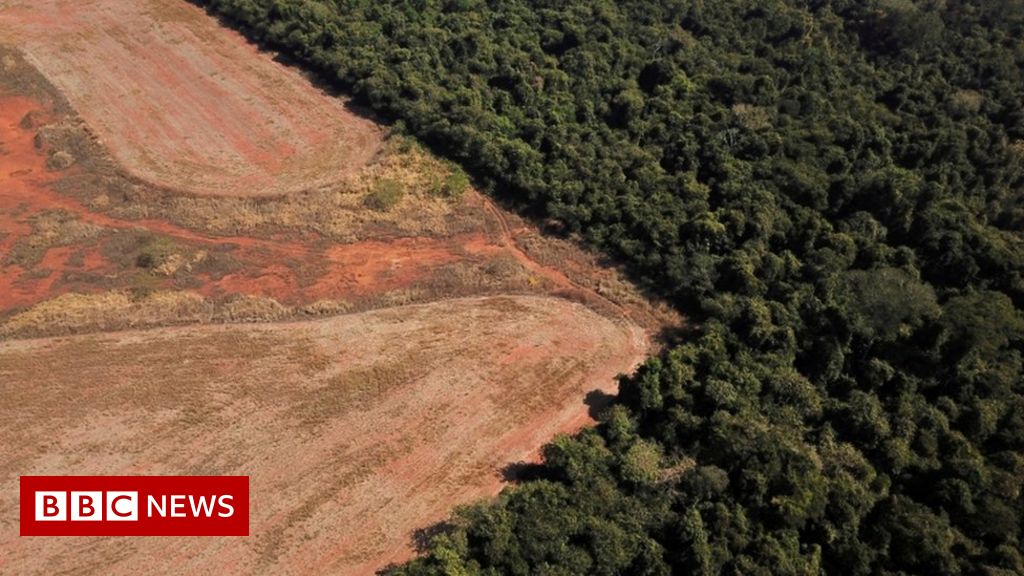 Amazon deforestation: Record high destruction of trees in January