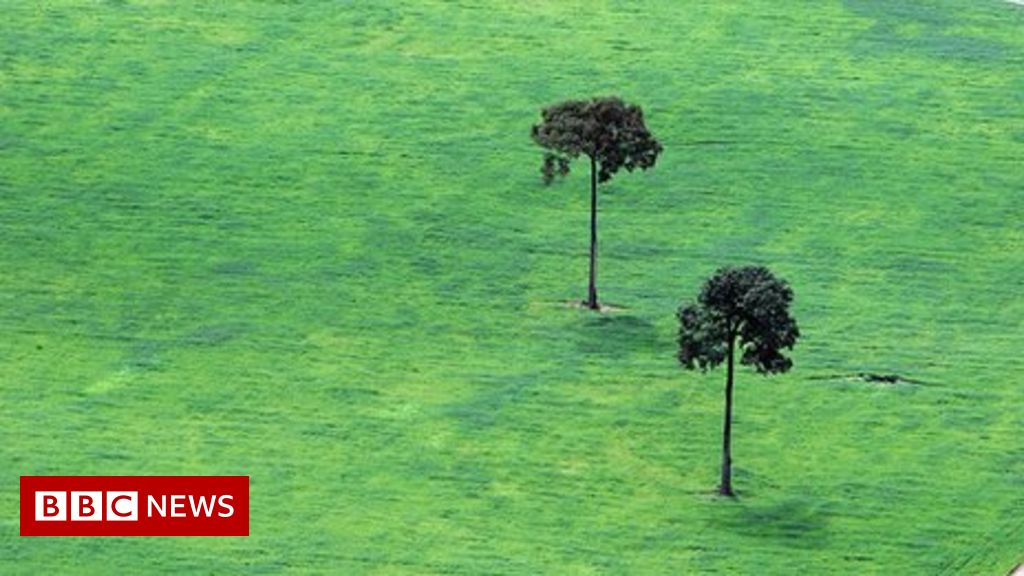 Climate change: Consumer pose 'growing threat' to tropical forests