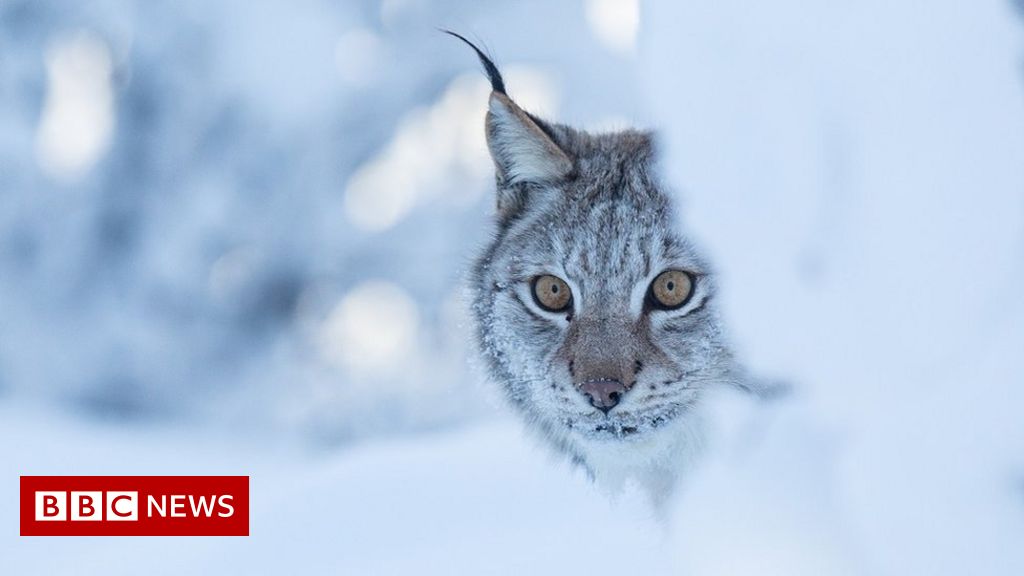 Into the wild: Could lynx be reintroduced to Scotland?