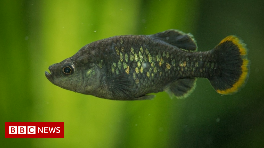 Biodiversity: The tale of the 'un-extinct' fish