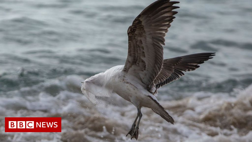 Plastic pollution: 'Hidden' chemicals build up in seabirds