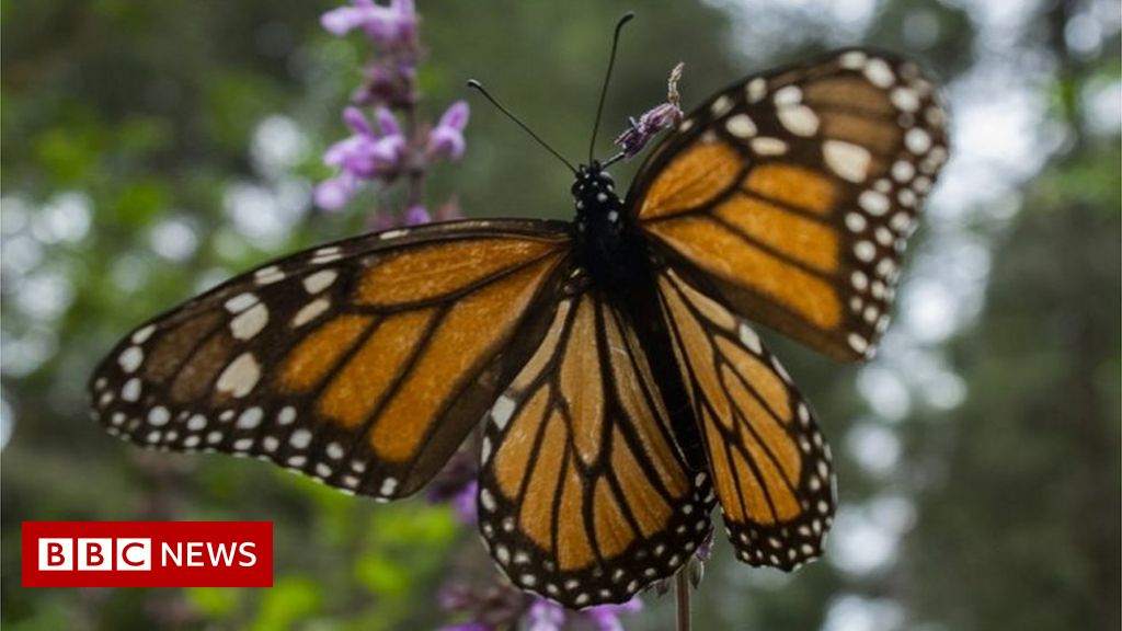 Why were two Mexican butterfly activists found dead?