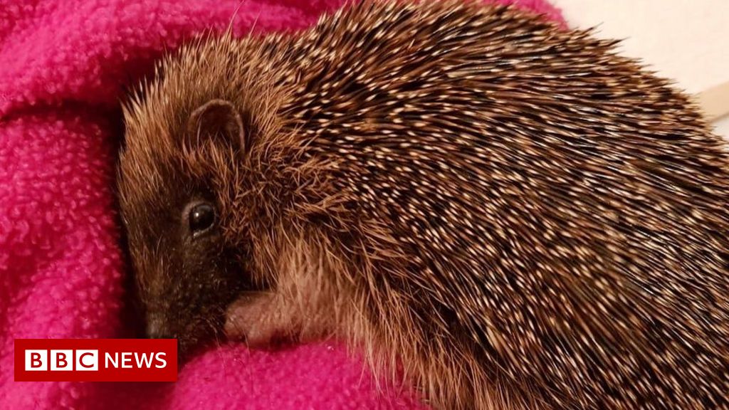 Terminally ill woman dedicates life to hedgehogs