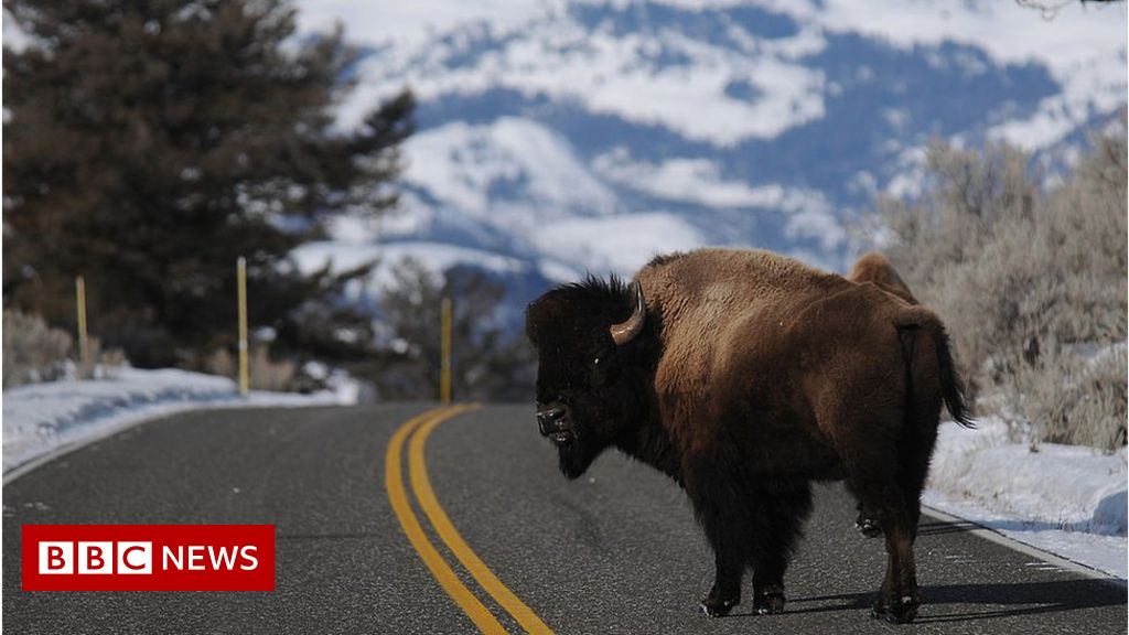 Over 45,000 Americans enter lottery to kill Grand Canyon bison - BBC News