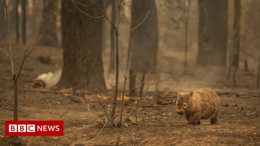 Australia's fires 'killed or harmed three billion animals'
