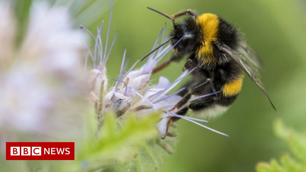 Climate change: Loss of bumblebees driven by 'climate chaos'