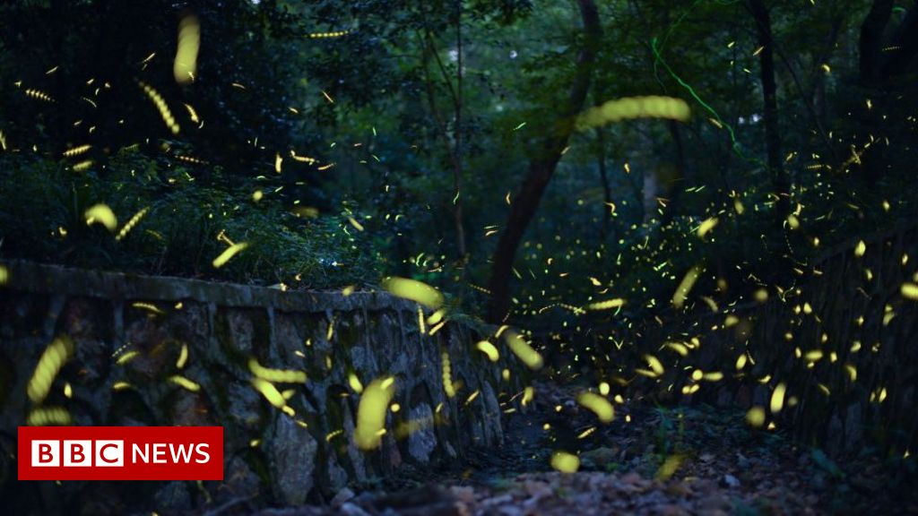 Fireflies face extinction risk - and tourists are partly to blame