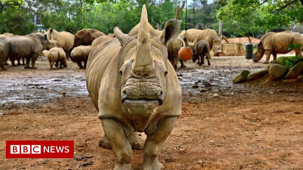 White rhino Emma travels to Japan to find love and a mate