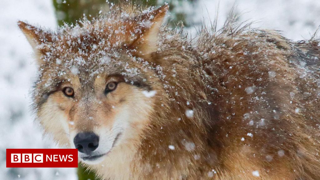 Switzerland's wolves get too close for comfort