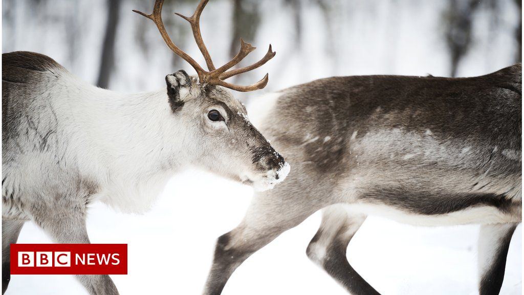 Climate change: Lapland reindeer gone astray in search for food
