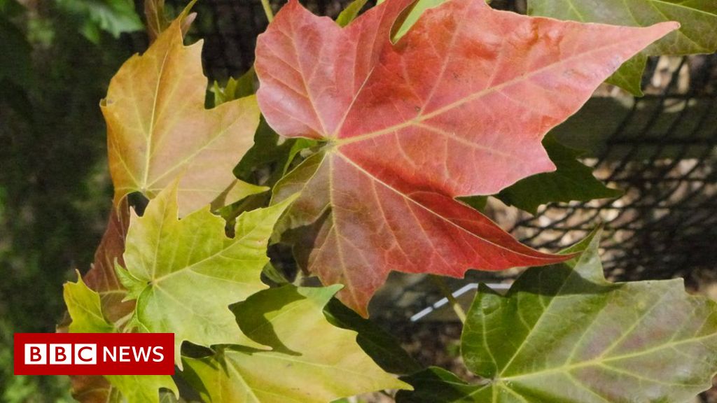 Maple trees in wild 'in desperate need of conservation'