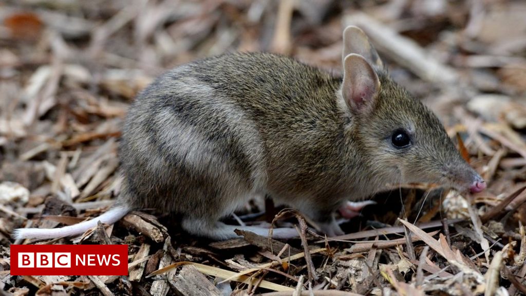 Australian bandicoot brought back from brink of extinction