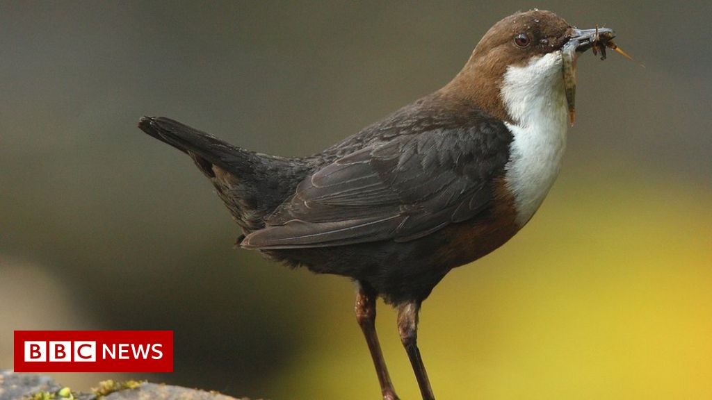 Pollution: Birds 'ingesting hundreds of bits of plastic a day'