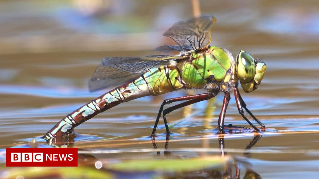 Climate change: Dragonflies spread north in warming world
