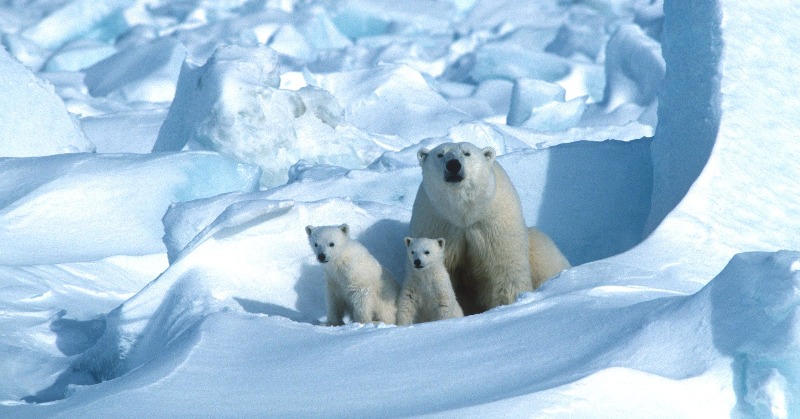 Arctic Summer Sea Ice May Vanish By 2035!