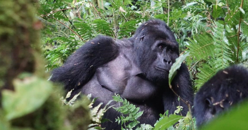 Africa's Famous Silverback Gorilla, Rafiki, Killed By Four Poachers At UNESCO Park