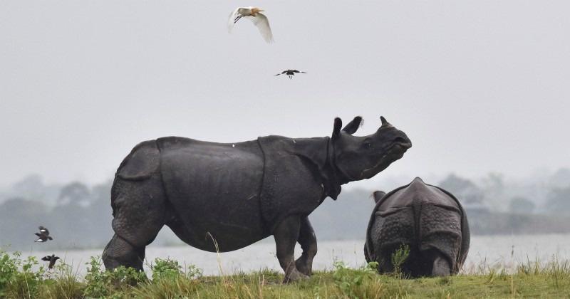 World Rhino Day: How India Saved One-Horned Rhinos Of Assam From The Brink Of Extinction