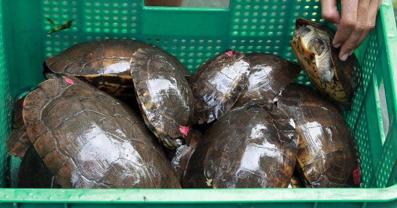 15,000 Endangered Turtles Were Smuggled To China, 260 Died Until Mexico Seized Shipment