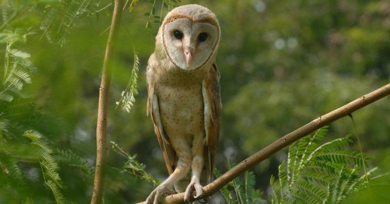 Amid Diwali, Forest Officials Are Busy Protecting Owls & Turtles Who Are Used For Black Magic
