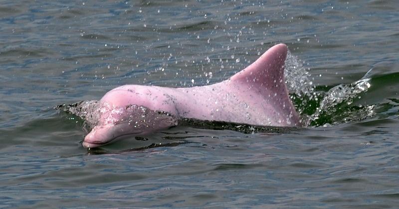 Rare Pink Dolphins Return To The Waters Between Hong Kong And Macau After Pandemic