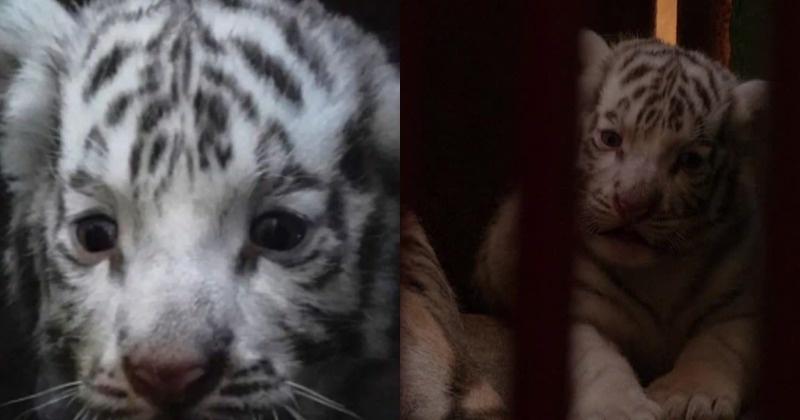 Havana Zoo Welcomes Rare White Tiger And Four Bengal Cubs After 20 Years Of Breeding