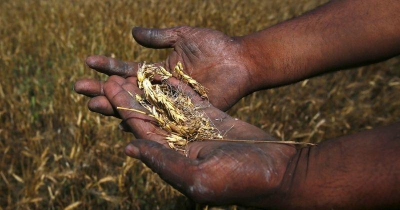 Agriculture Output Dropped 21% In Past 60 Years Due To Climate Change