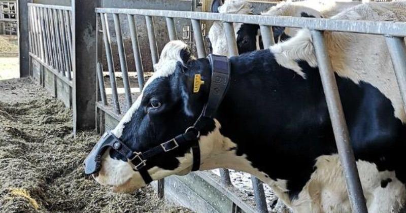 Now A Mask For Cows That Catches Methane In Their Burps To Prevent Climate Change