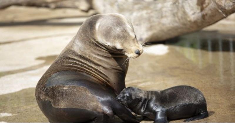 New Zealand City Goes Above & Beyond To Protect Sea Lion & Her Pup As It Closes A Popular Road For Weeks
