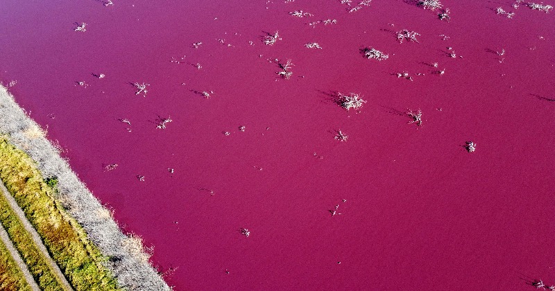 Argentina: Lagoon Turns Pink After Companies Dumped Chemical Waste Used To Preserve Prawns In Water