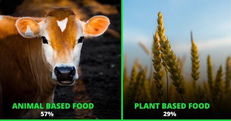 Meat And Dairy Cause 57% Carbon Emissions, Twice As Much As Plant-Based Food