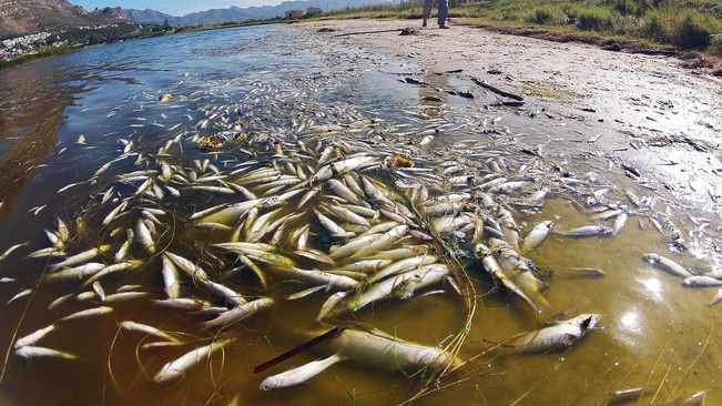 Petition launched to stem pollution at Zandvlei Nature Reserve