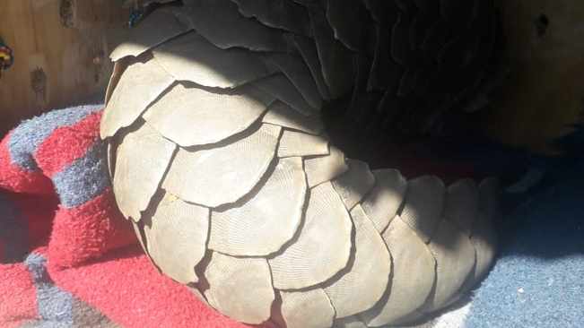 Trio nabbed with endangered pangolin in North West