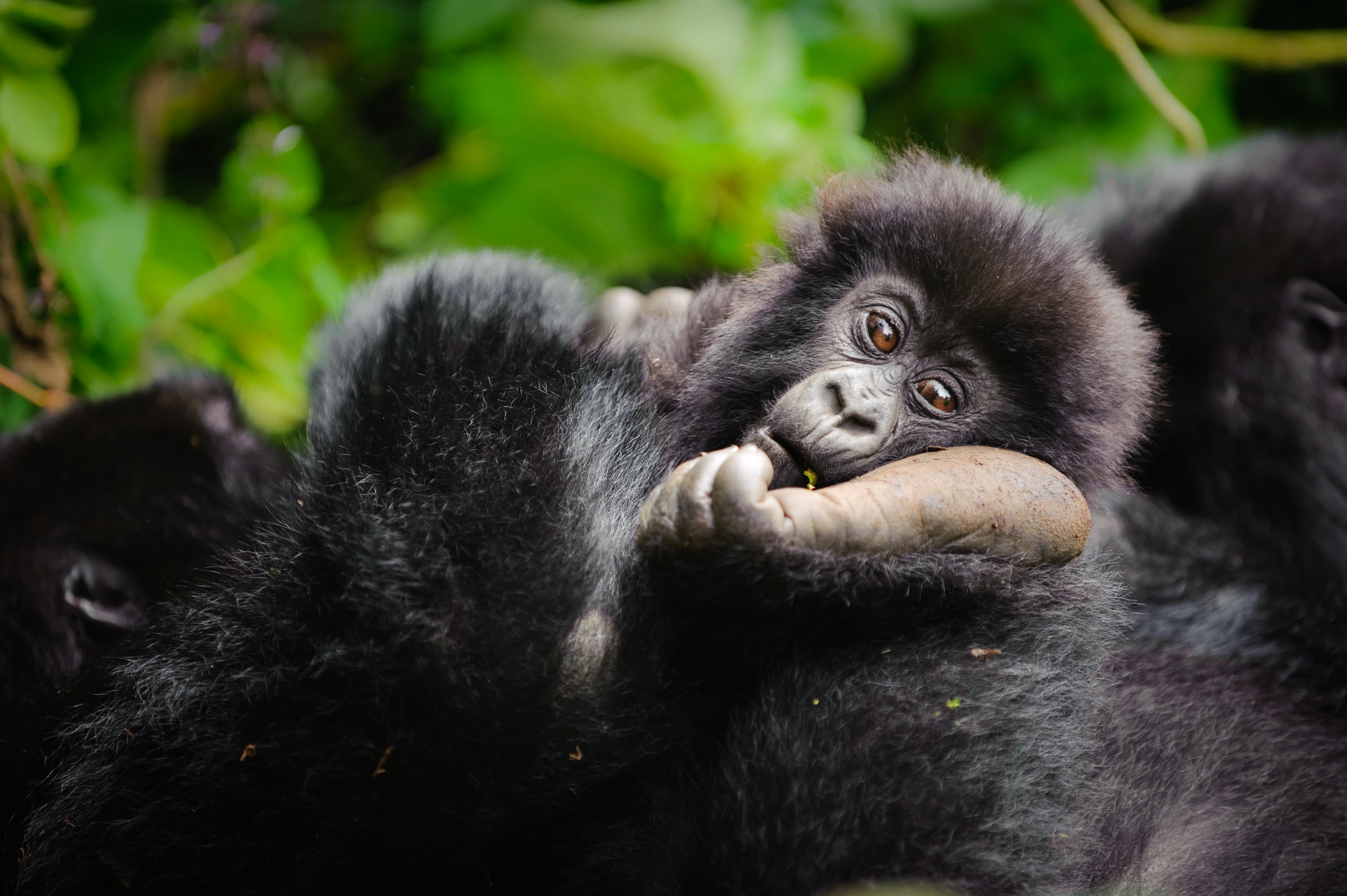 This is one of the few places in the world to see gorillas in the wild