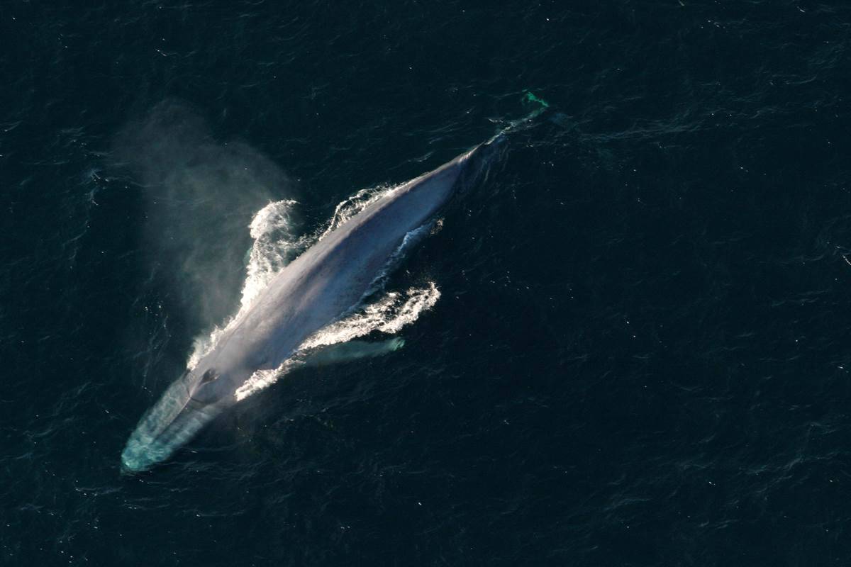 Blue whale spotted off Sydney coast for third time in over 100 years